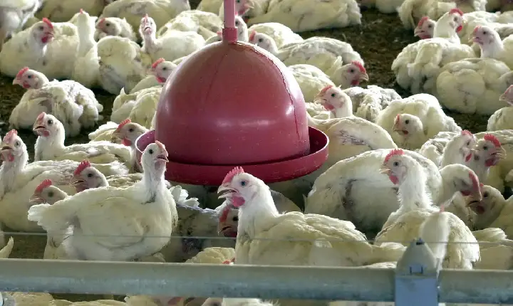 China encerra embargo e libera frango do RS após surto sanitário