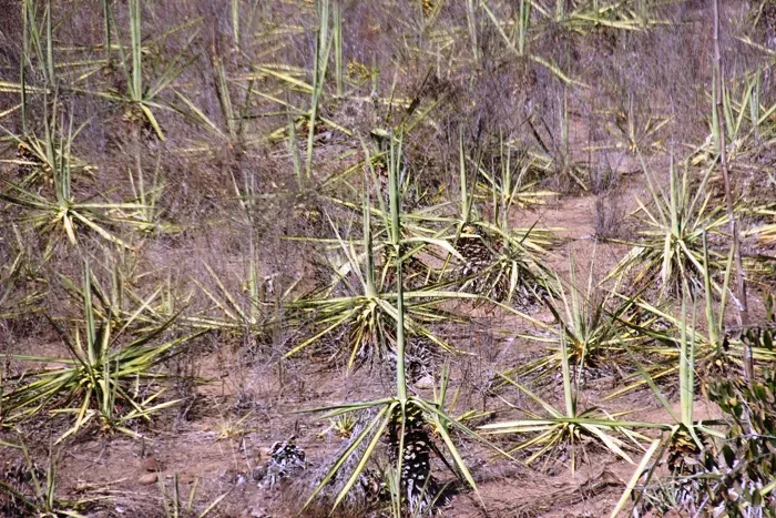 Governador anuncia ações emergenciais para enfrentamento à seca, nesta sexta-feira (15)