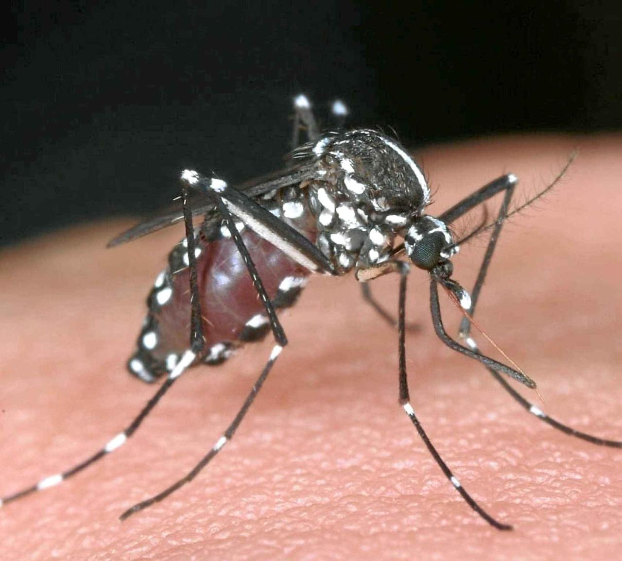 Dengue: casos sobem mais de 300% em 2024. Pico ainda virá, diz Saúde.