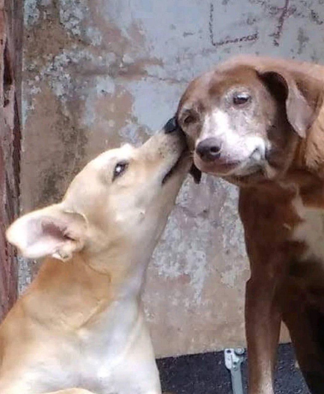 Saiba mais sobre as doenças que migram de animais para os humanos. Covid-19, raiva, gripe aviária: saiba mais sobre as zoonoses, doenças que migram do