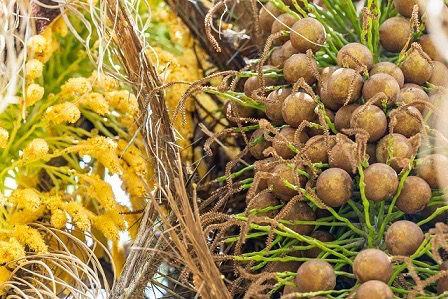 Acelen apresenta projeto de combustíveis renováveis na semana da inovação em Ilhéus 2024