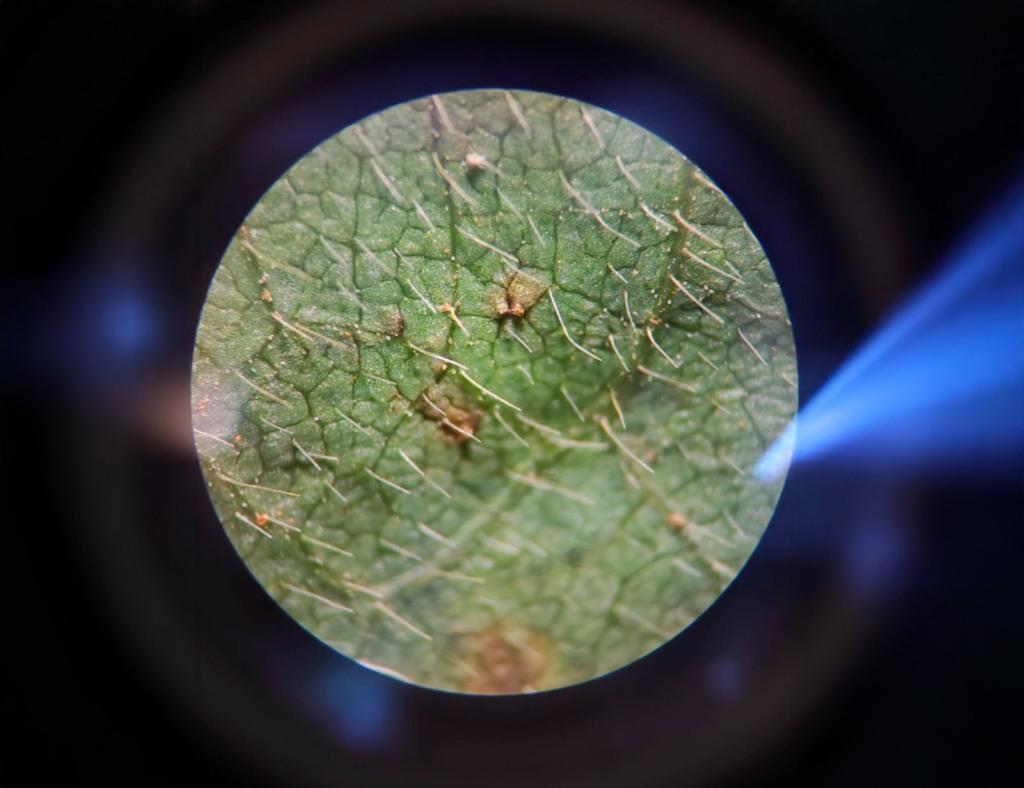 Adab confirma primeiro foco de Ferrugem Asiática da Soja no Oeste da Bahia